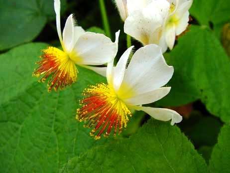 Sparmannia africana Seeds - Indoor Indigenous Perennial