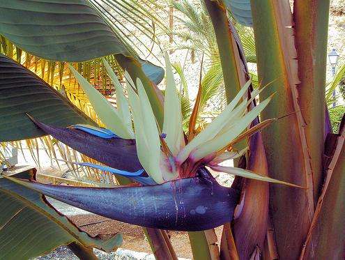 Strelitzia nicolai Seeds - White Bird of Paradise or Giant Bird of Paradise Tree - Indigenous
