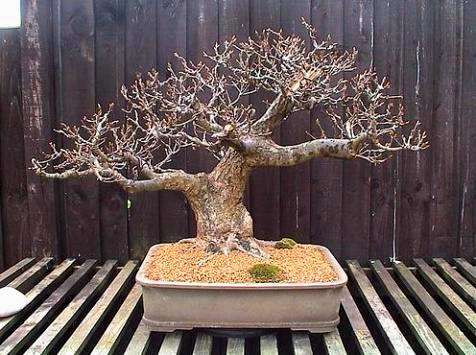 Quercus robur Bonsai Seeds - English Oak Tree