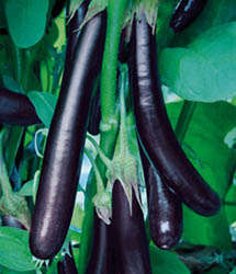 Long Purple Eggplant, Aubergine, or Brinjal Vegetable Seeds ~ Solanum melongena Seeds