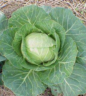 100 Cabbage Vegetable Seeds ~ Brassica oleracea Seeds