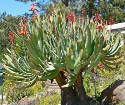 20 Aloe plicatilis Seeds - Fan Aloe - Waaieralwyn - Indigenous Succulents