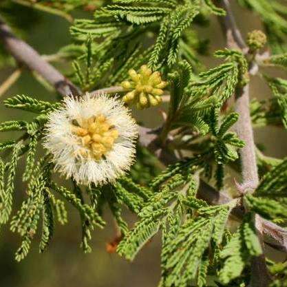 5 Acacia luederitzii Seeds - False Umbrella Thorn Tree - Beautiful Hardy Indigenous Tree - Edible