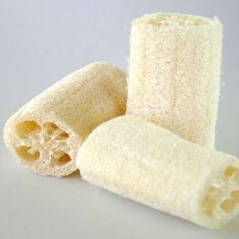 Luffa cylindrica Seeds - Loofah, Sponge Gourds, Vegetable Sponge, Wash Sponge