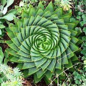 10 Aloe polyphylla - Spiral Aloe or Kroonaalwyn Seeds - Indigenous Succulents