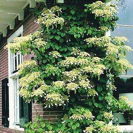 10+ Climbing Hydrangea Seeds - Hydrangea anomala petiolaris - Frost Hardy Vine, Creeper, Climber