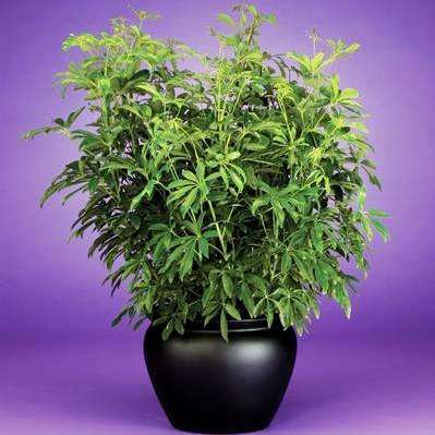 10 Schefflera arboricola Seeds - Hawaiian Elf Schefflera Seeds
