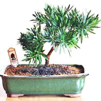 Outeniqua Yellow Wood (Podocarpus falcatus) Bonsai Tree Seeds - Indigenous
