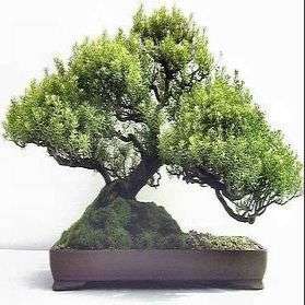 Coleonema Bonsai Seeds - Confetti Bush - Indigenous
