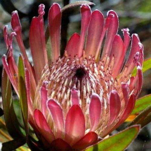10 Protea burchellii Seeds (Burchill's Sugarbush) - Indigenous