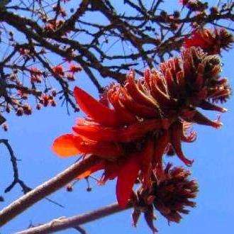 10 Erythrina latissima Tree Seeds ~ Broad-leaved Coral Tree - Indigenous