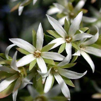 10 Loxostylis alata Tree Seeds ~ Tarwood, Wild pepper tree, Teerhout, Tierhout - Indigenous
