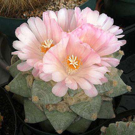 50+ Mixed Cactus Seeds - Succulents