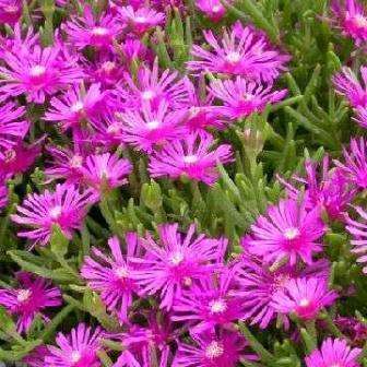10 Delosperma cooperi Seeds - Indigenous Succulents - Psychoactive