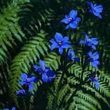 Aristea ecklonii Seeds - Indigenous Evergreen Bulbs Seeds - Perennial