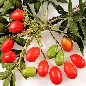 5 Harpephyllum caffrum Tree Seeds - Wild Plum or Wildepruim - Indigenous Evergreen Edible Fruit