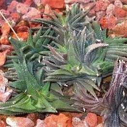 Haworthia scabra Seeds + GET FREE SEEDS - Indigenous South African Succulents