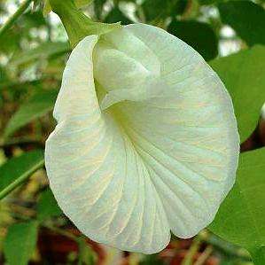White Butterfly Pea Seeds - Clitoria ternatea 'White' - Vine, Creeper, Climber