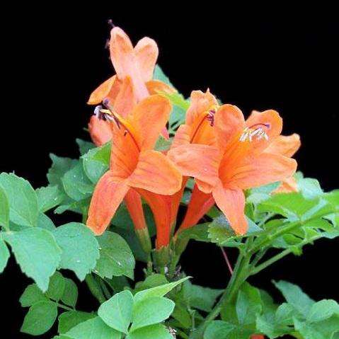 10 Cape Honeysuckle Seeds - Tecoma capensis Seeds - Indigenous Evergreen Shrub
