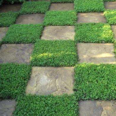 Thymus serpyllum Seeds - Creeping Thyme Seeds - Ground Cover