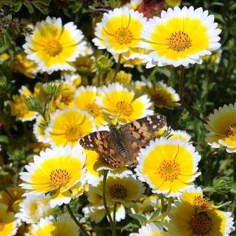 Layia platyglossa Seeds - Tidy Tips - Buy Annual Flower Seeds in South Africa - Sow Spring