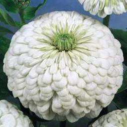 10 Zinnia elegans Polar Bear Seeds - Zinnia Polar Bear - Sow Spring - Annual Seeds