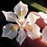 5 Dietes butcheriana Seeds - Wide-leafed Dietes - Indigenous South African Hardy Perennial Bulb