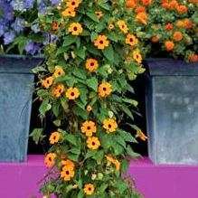 Thunbergia alata Seeds - Black-Eyed Susan - Indigenous Creeper Climber - Combined Shipping