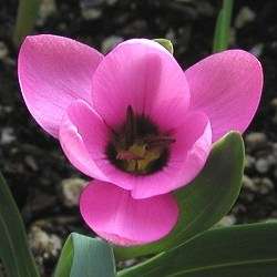 10 Hesperantha humilis Seeds - Indigenous Bulbs Seeds