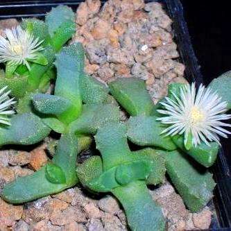 Stomatium species Seeds - Huge Succulent Seed & Plant Range - Indigenous to South African
