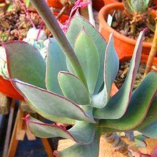 10 Cotyledon velutina Seeds - Indigenous South African Succulent - Flat Ship Rate - Global Shipping