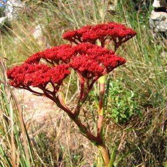 Crassula alba parvisepala Seeds - Indigenous Succulents