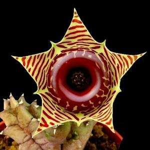 5 Huernia zebrina Seeds - Indigenous Succulents - Buy Seeds for African Succulents - Asclepiad