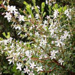 Oval-leaf Buchu, Boegoe Seeds - Agathosma crenulata Seeds - Indigenous Shrub