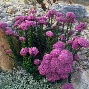 5 Pseudoselago serrata Seeds - Indigenous South African Perennial Seeds From Africa + FREE SEEDS!