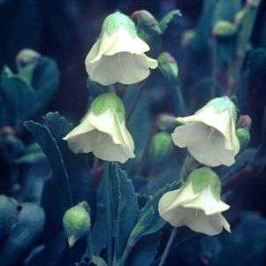 5 Hermannia saccifera Seeds - Komynbossie or Cumin Bush - Indigenous Evergreen Perennial