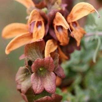 5 Salvia africana-lutea Seeds - Golden Salvia - Indigenous Shrub Seeds