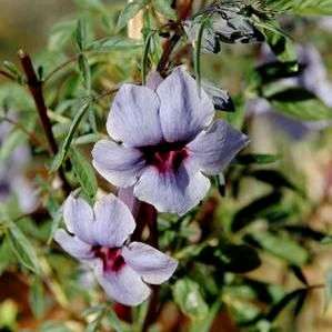 Sesamum capense Seeds ~ Wild Sesame - Indigenous South African Perennial Seeds