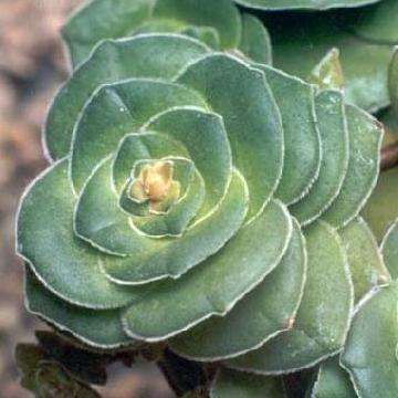 Crassula pseudohemisphaerica Seeds - Indigenous Perennial Succulent - Worldwide Combined Shipping
