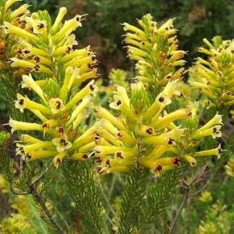 10 Erica pinea Seeds - Indigenous South African Shrub Seeds - FREE SEEDS WITH ALL DELIVERIES