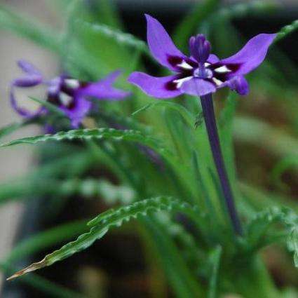 5 Lapeirousia oreogena Seeds - Indigenous South African Native Bulb Seeds for Sale - Worldwide Ship