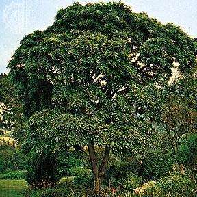 4 Rauvolfia caffra Seeds - Quinine Tree - Indigenous Medicinal Tree Seeds - Combined Global Shipping