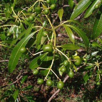 4 Rauvolfia caffra Seeds - Quinine Tree - Indigenous Medicinal Tree Seeds - Combined Global Shipping