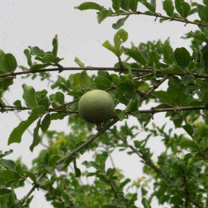 Strychnos madagascariensis Tree Seeds - Black Monkey Orange - Indigenous