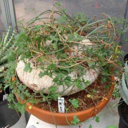 5 Corallocarpus bainesii Seeds - Indigenous South African Caudiciform Succulents