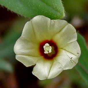 5 Xenostegia tridentata Seeds - Arrow-leaf Morning Glory - Indigenous Climber Creeper Vine