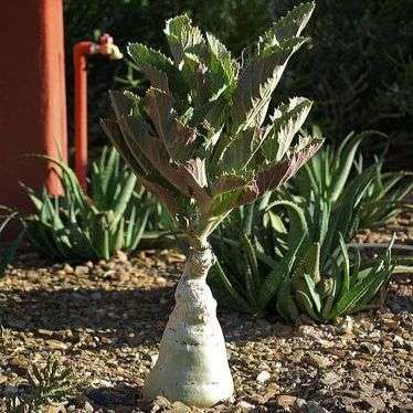 Cyphostemma bainesii Seeds - African Tree Grape - Indigenous Succulent Caudiciform