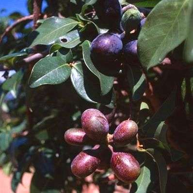 Artabotrys brachypetalus Seeds - Purple hook-berry Tree Seeds - Indigenous Edible Fruit
