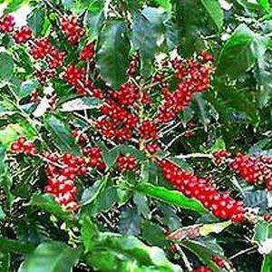 5 Coffee Plant 'Cafe Catura' Tree Seeds - Coffea catura arabica