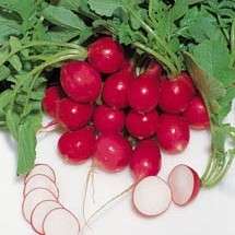 Radish Champion Seeds - Raphanus sativus Seeds - Vegetable Seeds